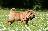 SHAR-PEI 969